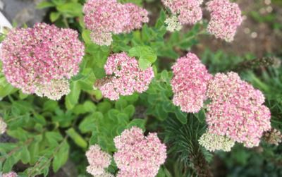 Close-up of pink flowers blooming outdoors