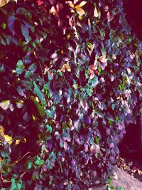 High angle view of purple flowering plant