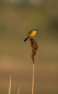 Close-up of a bird on a plant