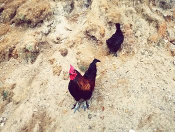 High angle view of a bird on rock