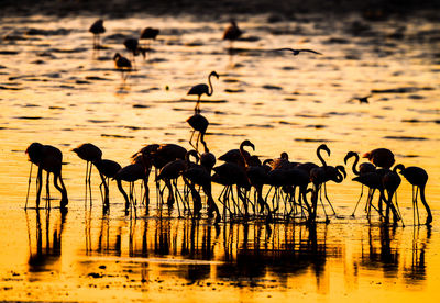 Migratory birds west of kuwait city