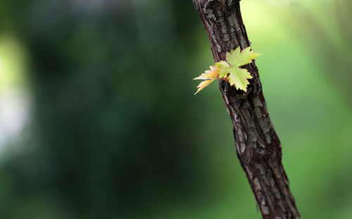 Close-up of yellow flower on tree trunk