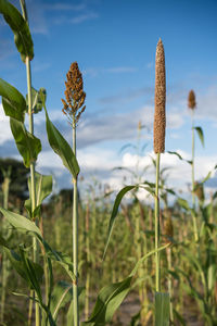 Close-up of flowering plant on field against sky