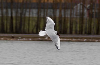 Close-up of swan flying