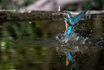 Kingfisher with fish in beak splashing water