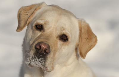 Close-up portrait of dog during winter