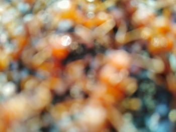 Close-up of yellow flowers