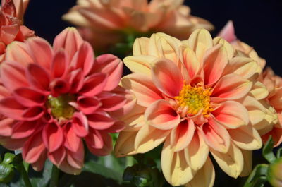 Close-up of flowers