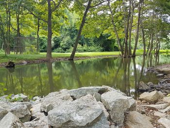 Scenic view of lake in forest