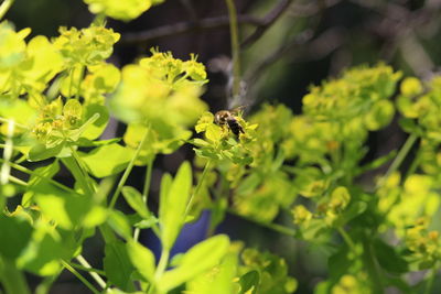 Close-up of insect on plant