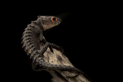 Close-up of lizard against black background
