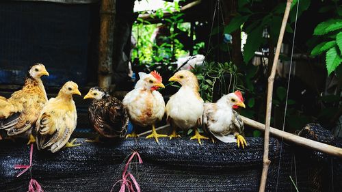 Close-up of birds perching on ground