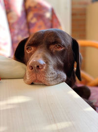 Close-up portrait of a dog resting