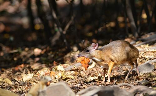 Close-up of squirrel on ground