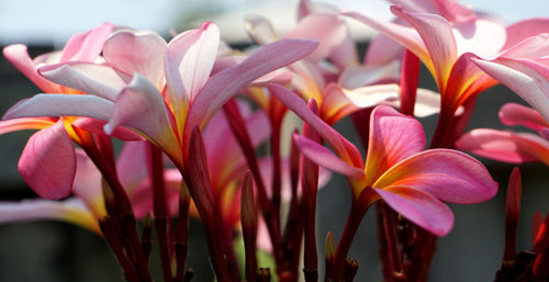 Close-up of pink flowering plants