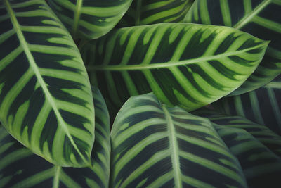 Close-up of green leaves