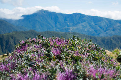 Purple flowering plants by land against sky