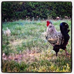 Bird on grassy field