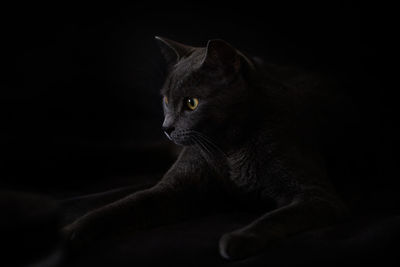 Close-up of cat looking away while sitting against black background