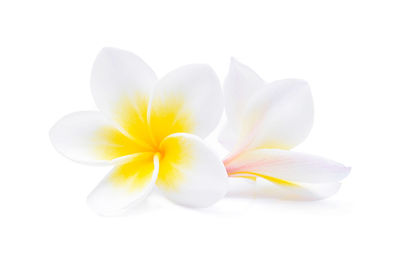 Close-up of frangipani over white background