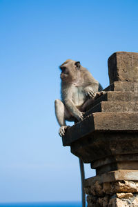 Low angle view of monkey sitting against clear blue sky