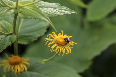 Close-up of honey bee on yellow flowering plant