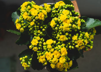 High angle view of yellow flowering kalanchoe