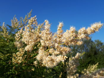 Low angle view of flowering plants against blue sky