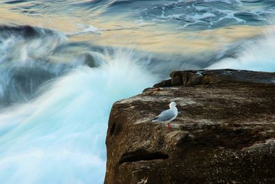 Bird perching on rock by sea