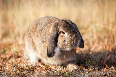 Close-up of a rabbit on field