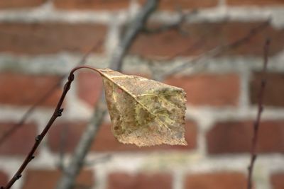 brick