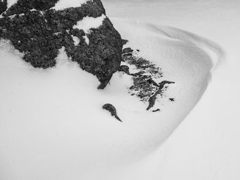 Close-up of snow on tree