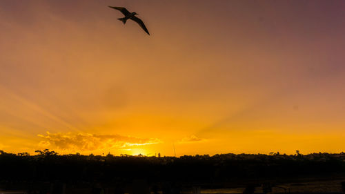 Silhouette of birds flying against orange sky
