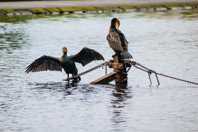 Birds perching on lake