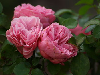 Close-up of pink roses