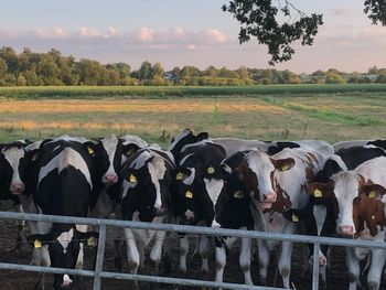 View of cows on field against sky