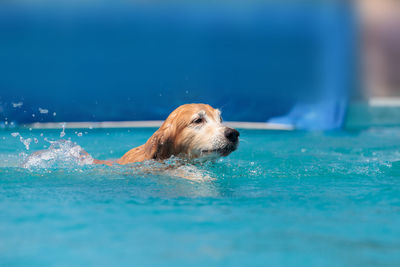 Close-up of dog swimming in pool