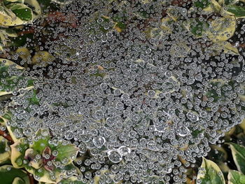 Full frame shot of snow on plant