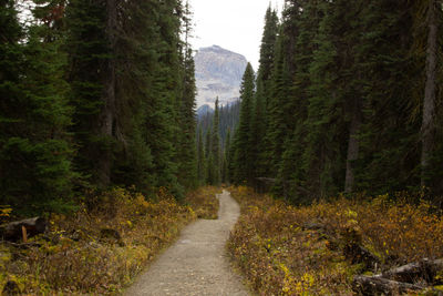 Roads along the trails of the canadian rocky mountains