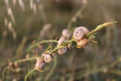 Close-up of snail on plant at field