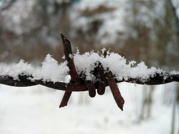 Close-up of snow covered plant