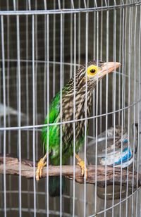 Birds perching in cage