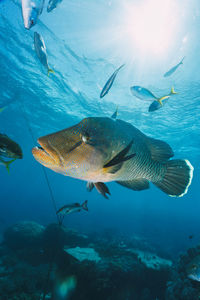 Fish swimming in sea