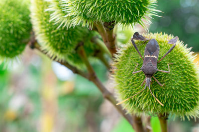 Close-up of green leaf