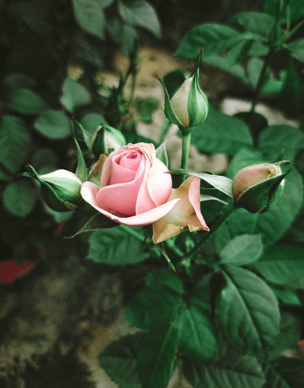 CLOSE-UP OF PINK ROSE