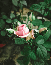 Close-up of rose roses