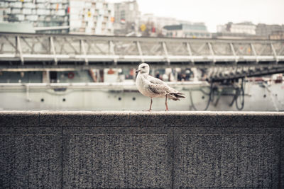 Seagull perching on retaining wall