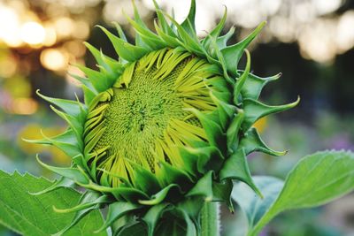 Close-up of fresh green plant