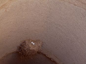 Close-up of an animal eye