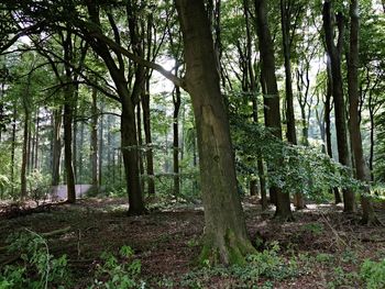 Trees in forest